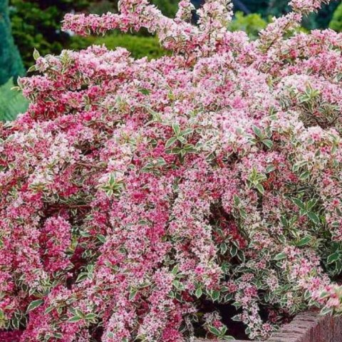 Krzewuszka cudowna - Weigela florida 'Nana Variegata' ROŚLINY