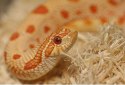 Repti-Zoo Aspen Snake Bedding - podłoże włókna topoli 500 g Repti-Zoo