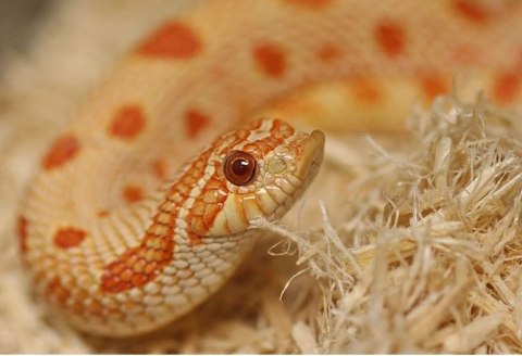 Repti-Zoo Aspen Snake Bedding - podłoże włókna topoli 500 g Repti-Zoo