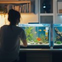 Kruger Meier NeoClear 800 - filtr wewnętrzny do akwarium 40l - 80l Kruger Meier