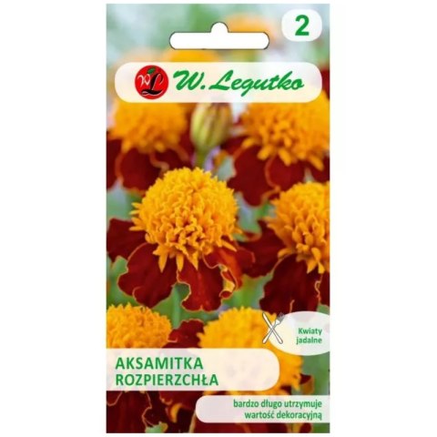 Aksamitka rozpierzchła 'Orange Flame' - pomarańczowo-brązowa, 1 g W.Legutko