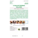 Cynia wytworna daliowa 'Polar Bear' - kwiaty białe W.Legutko