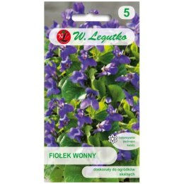 Fiołek (Viola) wonny - fioletowy W.Legutko