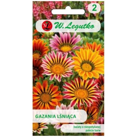 Gazania lśniąca mieszanka, nasiona otarte W.Legutko