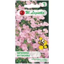 Gipsówka wytworna różowa W.Legutko