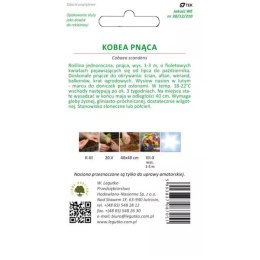 Kobea pnąca fioletowa - nasiona W.Legutko