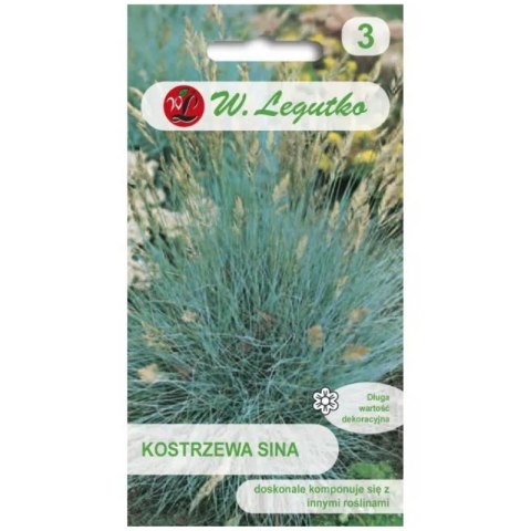 Kostrzewa sina - trawa ozdobna, srebrnoniebieska W.Legutko