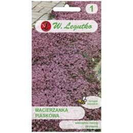 Macierzanka piaskowa - odmiana lilaróżowa W.Legutko