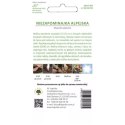 Niezapominajka alpejska - odmiana niebieska W.Legutko
