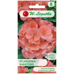 Pelargonia rabatowa z serii Gama F1 - łososiowa W.Legutko