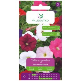Petunia ogrodowa niska - mieszanka W.Legutko