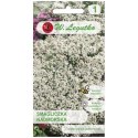 Smagliczka nadmorska - odmiana biała W.Legutko
