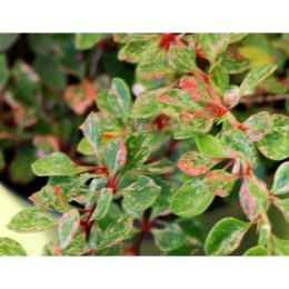 Berberys Thunberga - Berberis thunbergii 'Starburst'(R) ROŚLINY