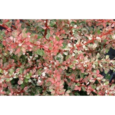 Berberys Thunberga - Berberis thunbergii 'Starburst'(R) ROŚLINY