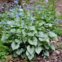 Brunera Wielkolistna - Brunnera Macrophylla 'Silver Heart' ROŚLINY