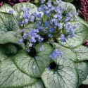 Brunera Wielkolistna - Brunnera Macrophylla 'Silver Heart' ROŚLINY