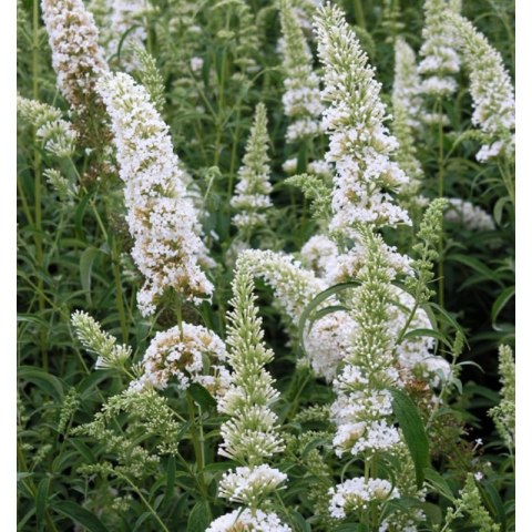 Buddleja davidii 'White Profusion' ROŚLINY