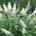 Buddleja davidii 'White Profusion' ROŚLINY