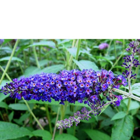 Budleja Dawida - Buddleja davidii 'Empire Blue' ROŚLINY