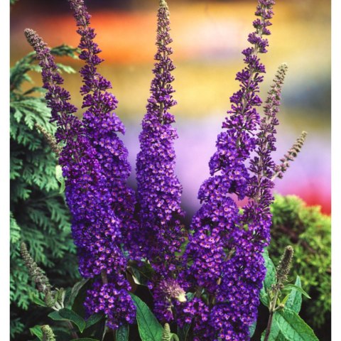 Budleja Dawida - Buddleja davidii 'Empire Blue' ROŚLINY
