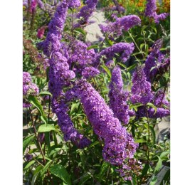 Budleja Dawida - Buddleja davidii 'Ile de France' ROŚLINY