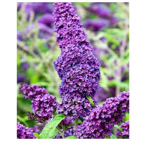 Budleja Dawida - Buddleja davidii 'Ile de France' ROŚLINY