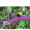 Budleja Dawida - Buddleja davidii 'Ile de France' ROŚLINY