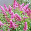 Budleja Dawida - Buddleja davidii 'Pink Delight' ROŚLINY