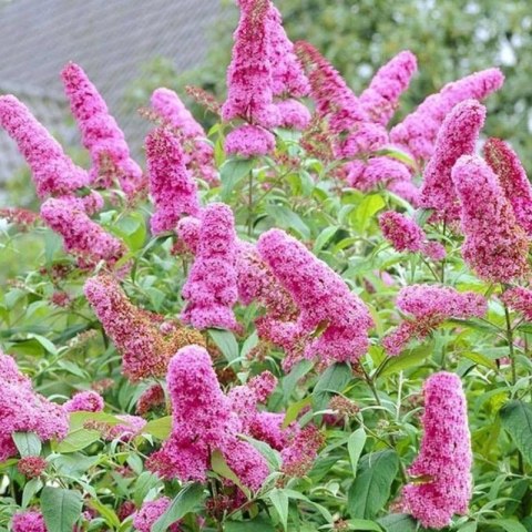 Budleja Dawida - Buddleja davidii 'Pink Delight' ROŚLINY