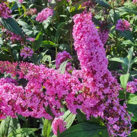 Budleja Dawida - Buddleja davidii 'Pink Delight' ROŚLINY