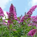 Budleja Dawida - Buddleja davidii 'Pink Delight' ROŚLINY