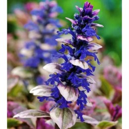 Dąbrówka rozłogowa - Ajuga reptans 'Burgund Glow' ROŚLINY