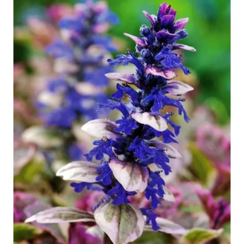 Dąbrówka rozłogowa - Ajuga reptans 'Burgund Glow' ROŚLINY