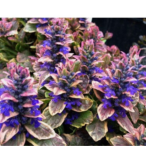 Dąbrówka rozłogowa - Ajuga reptans 'Burgund Glow' ROŚLINY