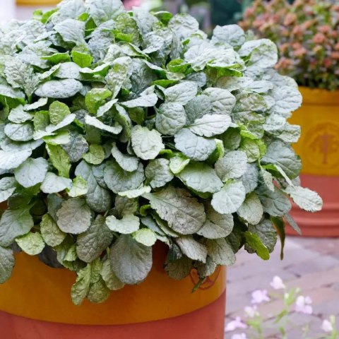 Dąbrówka rozłogowa - Ajuga reptans 'Princess Elsa' ROŚLINY