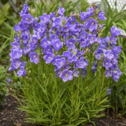Dzwonek brzoskwiniolistny 'Blue' - Campanula persicifolia ROŚLINY