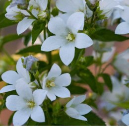 Dzwonek kremowy - Campanula lactiflora 'Pouffe' ROŚLINY