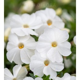 Floks Douglasa - Phlox douglasii 'White Admiral' ROŚLINY
