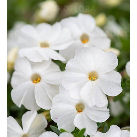 Floks Douglasa - Phlox douglasii 'White Admiral' ROŚLINY
