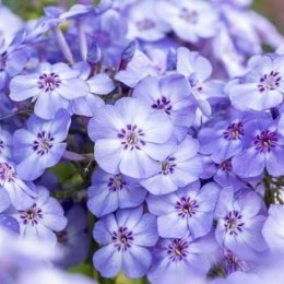 Floks Wiechowaty - Phlox Paniculata 'Blue Dolphin' ROŚLINY