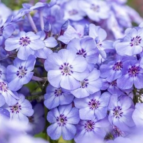 Floks Wiechowaty - Phlox Paniculata 'Blue Dolphin' ROŚLINY
