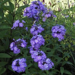 Floks wiechowaty - Phlox paniculata 'Blue Boy' ROŚLINY