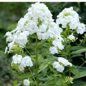 Floks wiechowaty - Phlox paniculata 'David' ROŚLINY