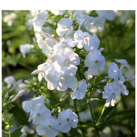 Floks wiechowaty - Phlox paniculata 'David' ROŚLINY