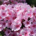 Floks wiechowaty - Phlox paniculata 'Early Pink' ROŚLINY