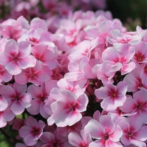 Floks wiechowaty - Phlox paniculata 'Early Pink' ROŚLINY