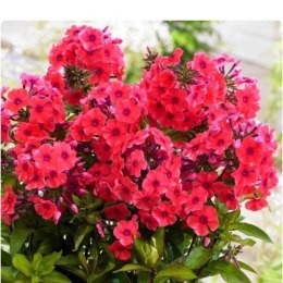 Floks wiechowaty - Phlox paniculata 'Flame Watermelon' ROŚLINY
