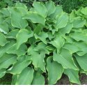 Funkia - Hosta 'Abba Dabba Do' ROŚLINY