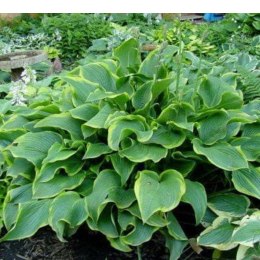 Funkia - Hosta 'Abba Dabba Do' ROŚLINY