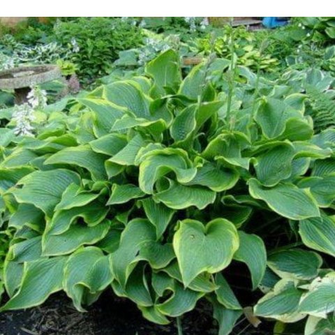 Funkia - Hosta 'Abba Dabba Do' ROŚLINY